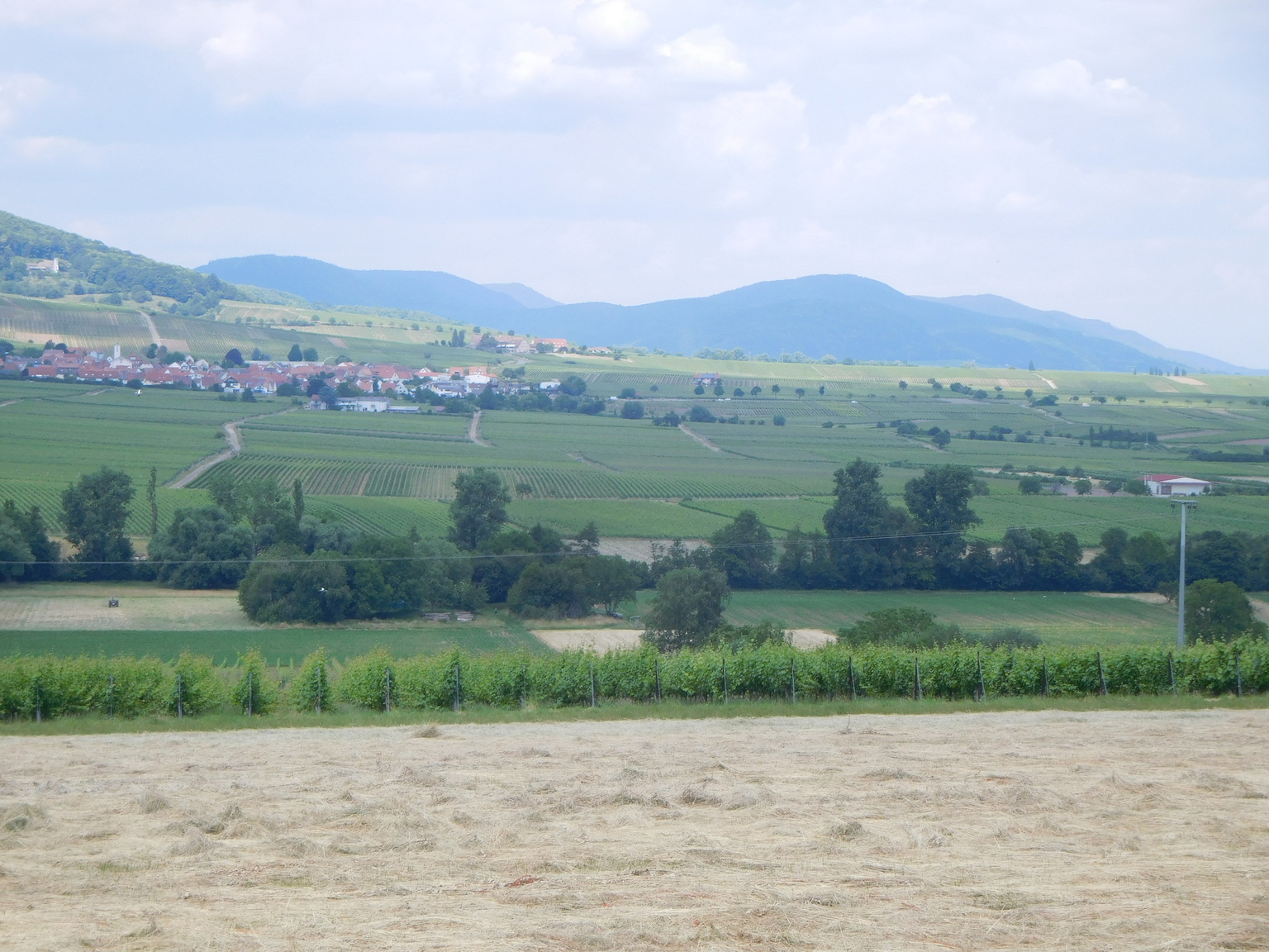 Weintour Rheinhessen 01