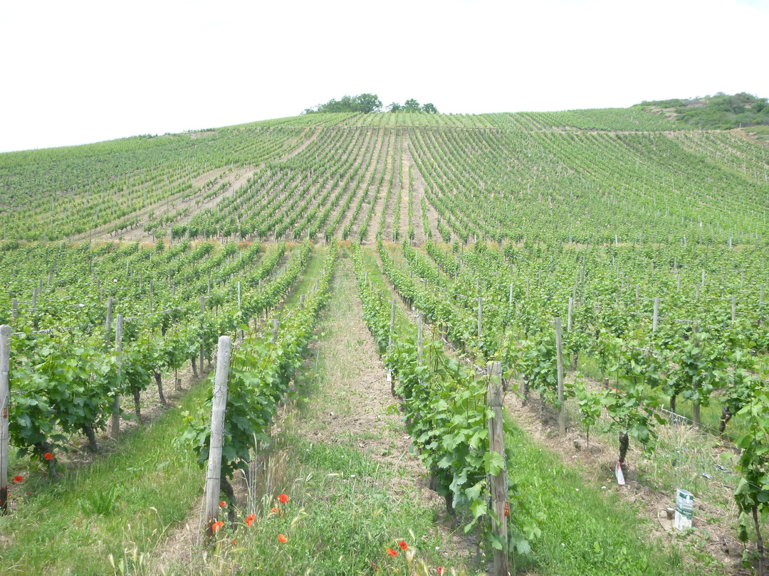 Weintour Rheinhessen 02